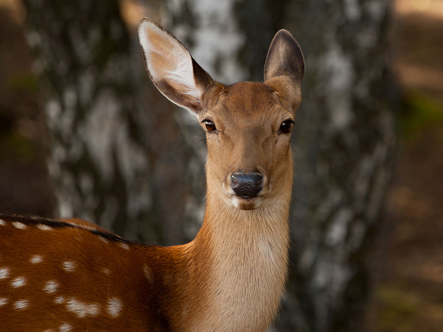 олени. олениха без рогов. морда оленя. уши оленя. сахалинская кабарга.