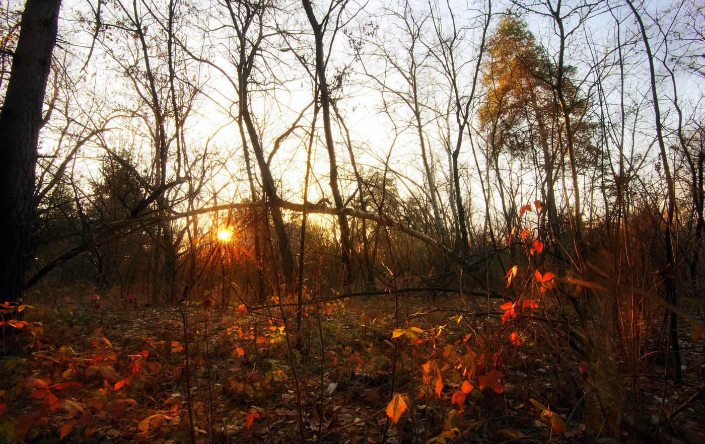 Утро ноября картинки. Лес в ноябре. Утро ноября. Ноябрьское утро. С последним днем ноября осени.