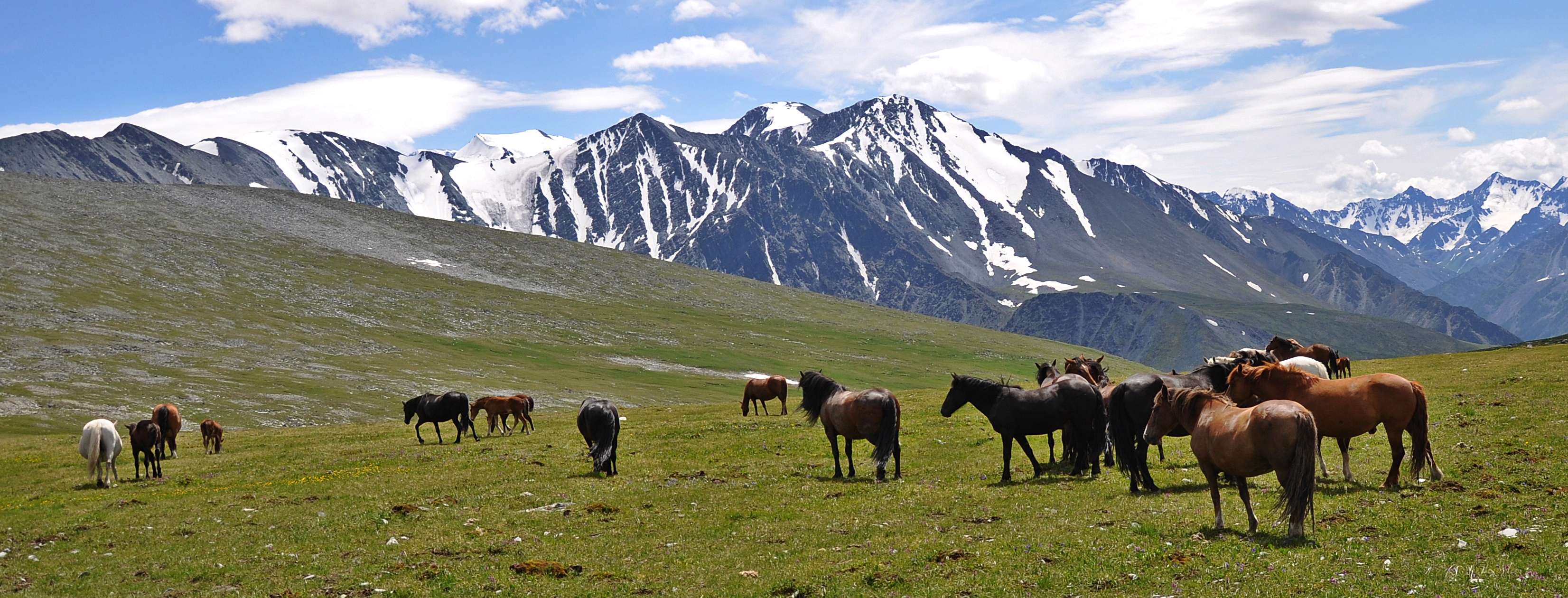 Лошади алтая фото