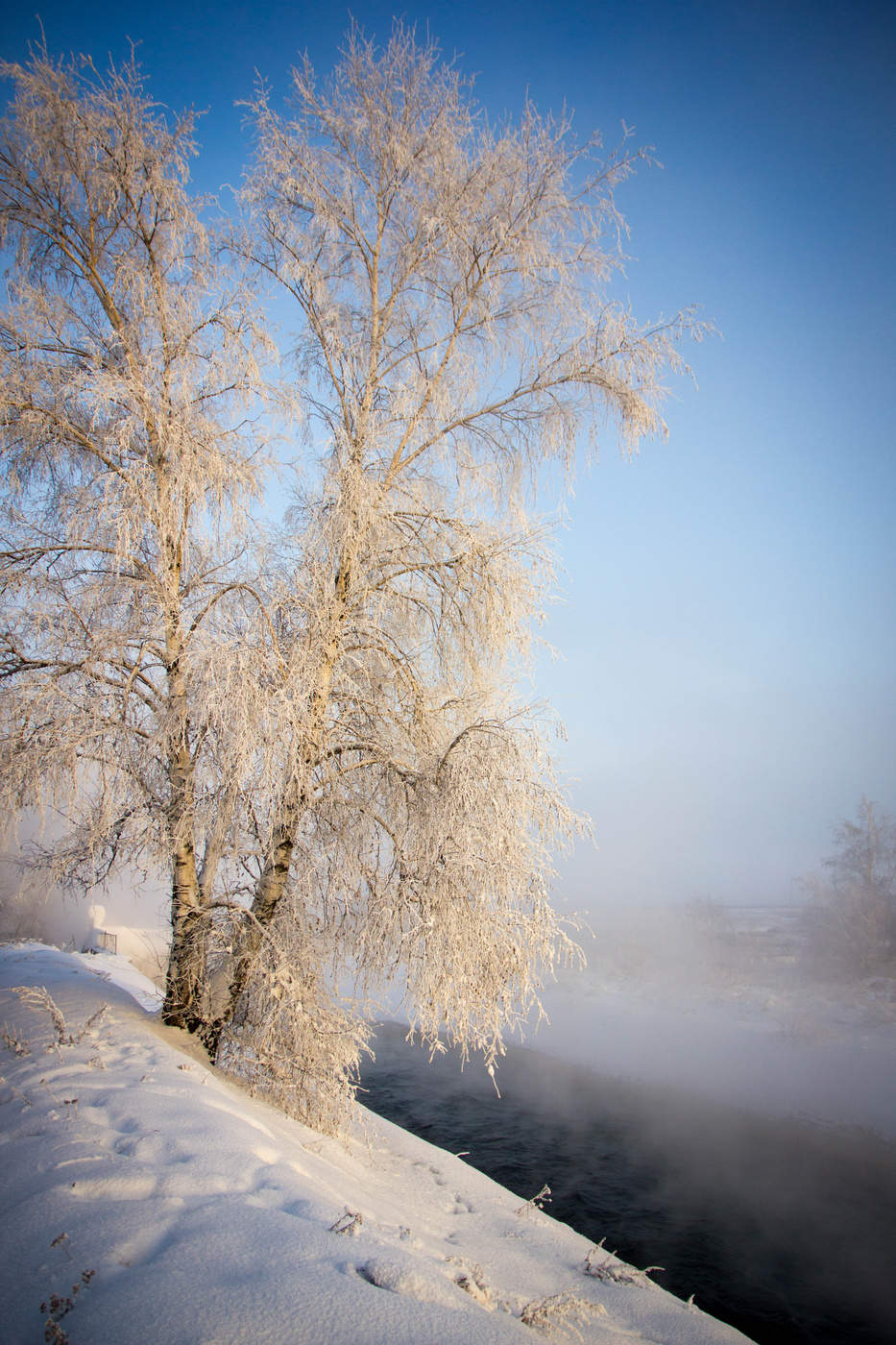 Белая береза фото. Белая береза. Береза белая береза. Белая Березка под окном. Березы на Енисее.