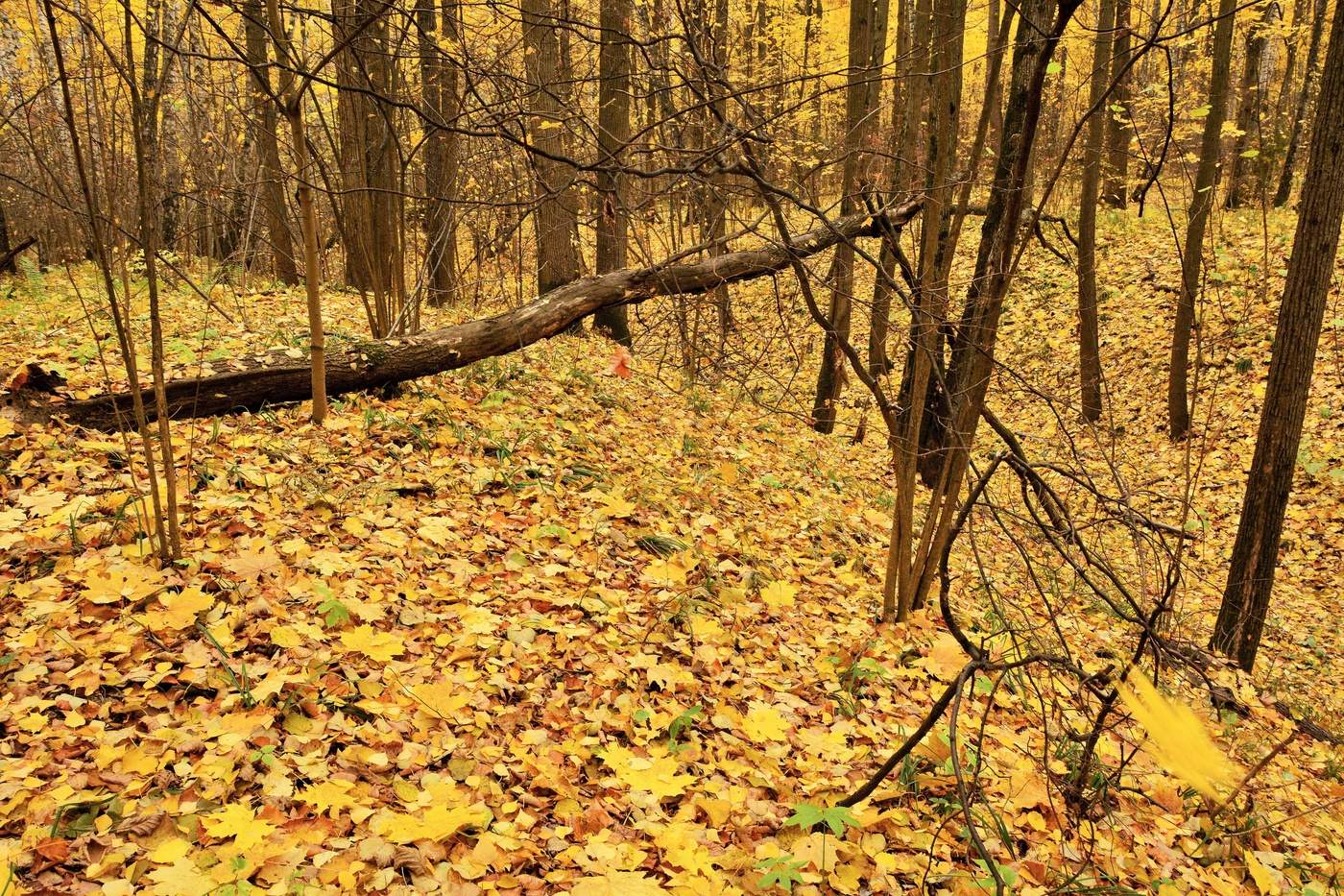 Овраг в лесу осенью