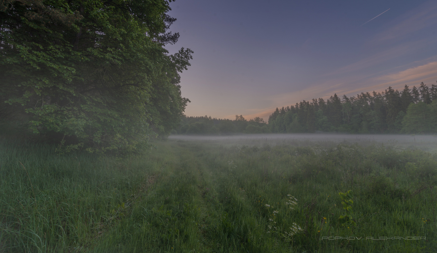 Туман стелется над полями и над синей. Владимирская область туманные поля. Туман над травой. Поле лес туман. Рассвет туман.