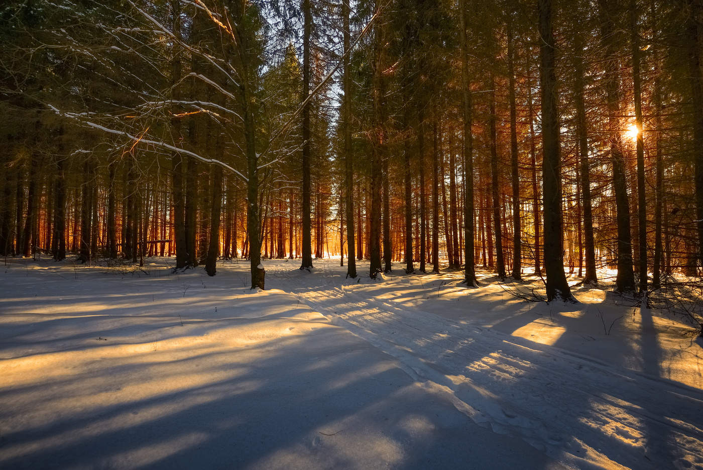 Подмосковный лес зимой