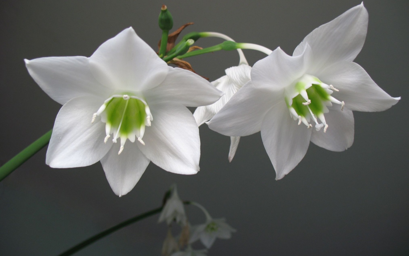 Eucharis Amazonica