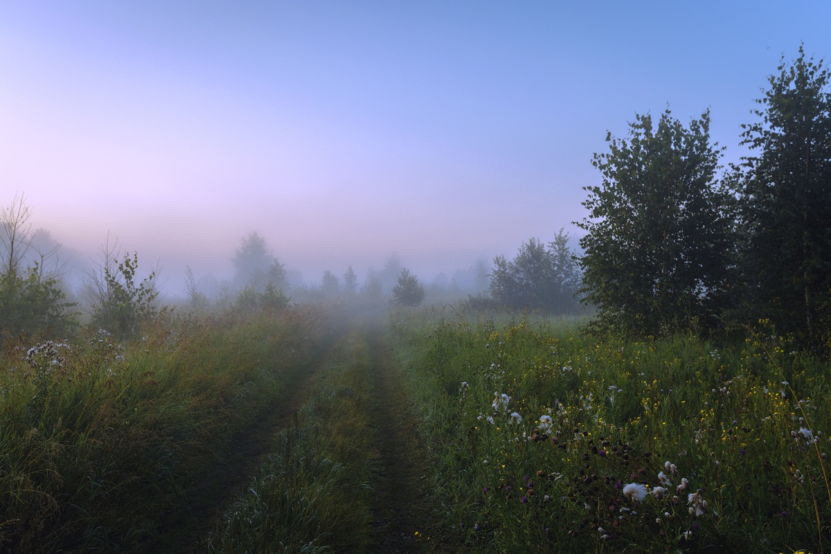 Утро четвертый. Майские сады в тумане. 4 Утра лето. 4 Утра летом. Оливковый сад в тумане.