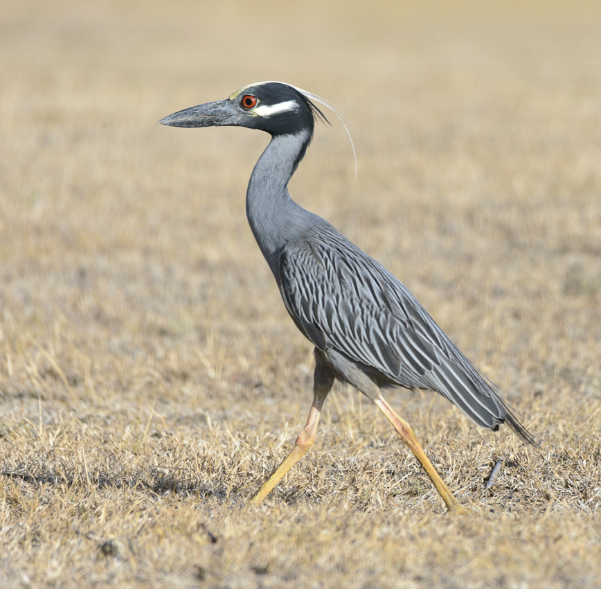 Yellow crowned Night Heron