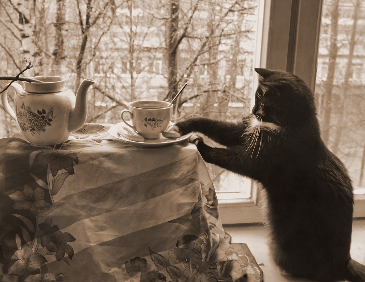 Сидим дома пьем чай. Кот с чашкой чая. Чай уют кот. Уютного вечера. Уютное чаепитие.