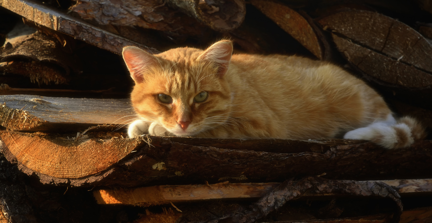 Усадьба рыжий кот фото