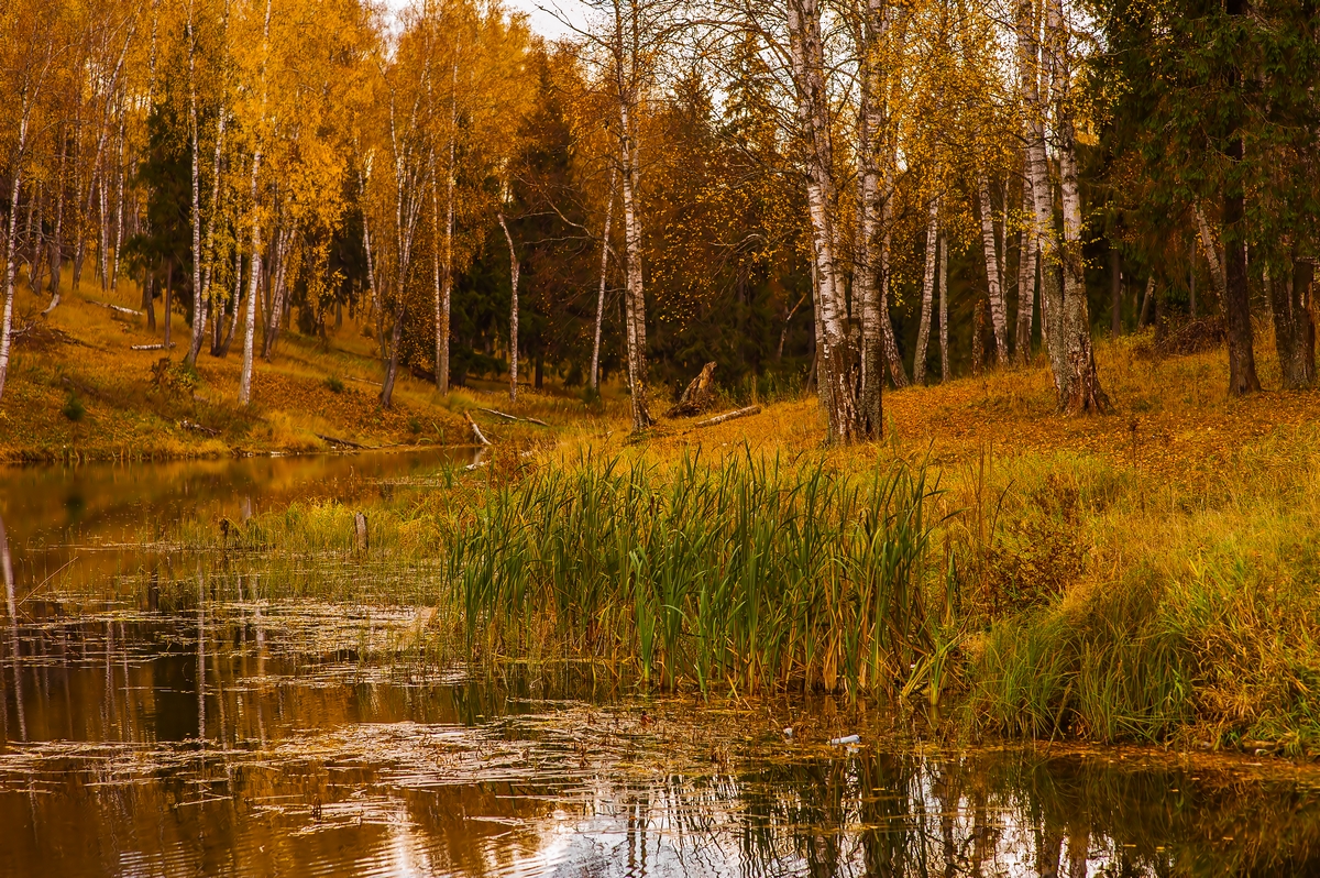 Болото в лесу осень картина