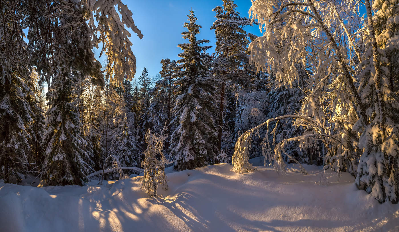 Снежный лес Карелия