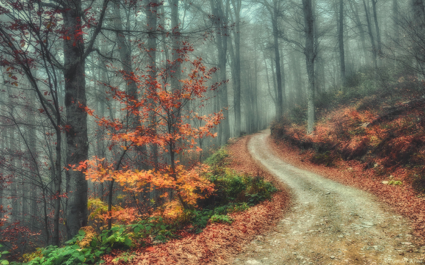 Осенняя тропка в лесу позднем осеннем