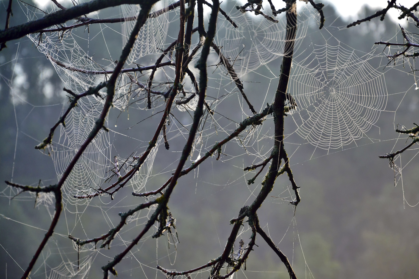 бесчисленные нити осенних паутин. нить паутины. роса на паутине. осенняя паутина. паутинка на солнышке.
