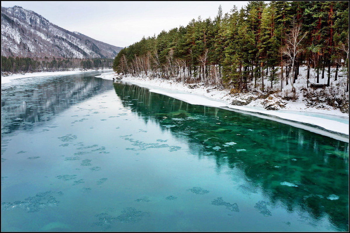 Рыба катунь фото