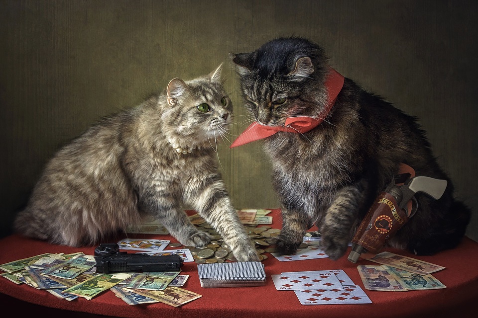 коты играют в карту