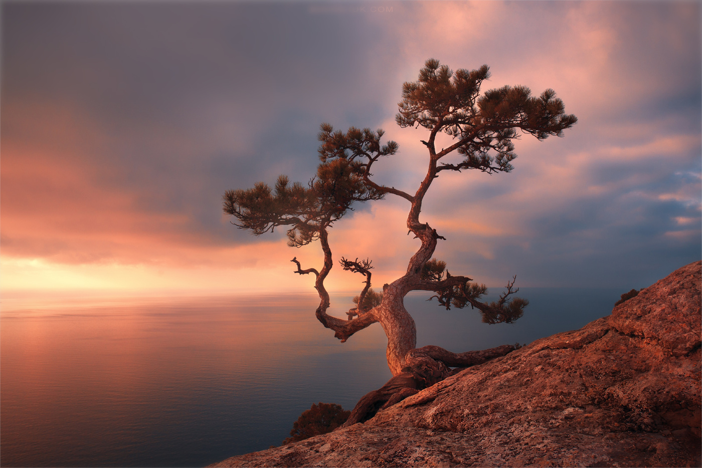 Одинокое дерево Крым