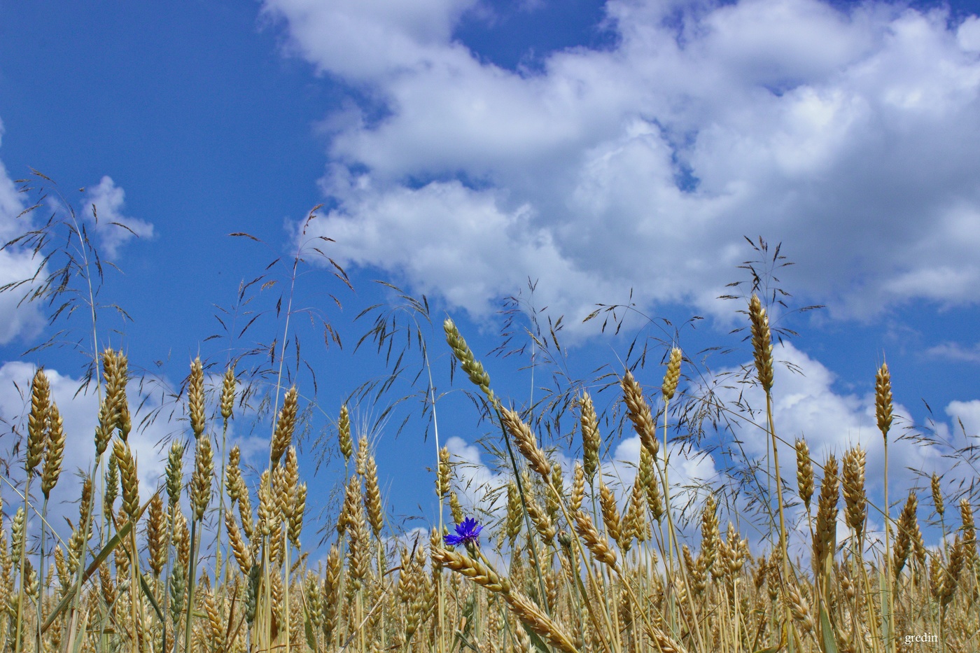 Пшеничное поле с васильками фото