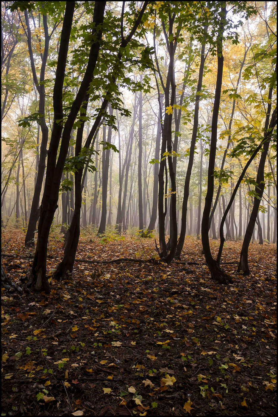 Ромашковский лес осенью