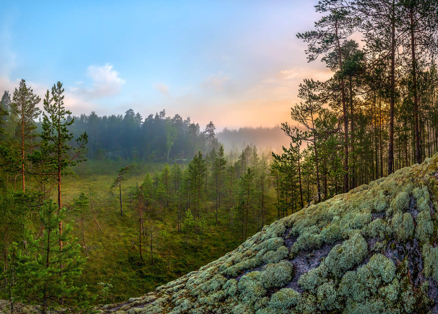 Еловый лес в Ленинградской области
