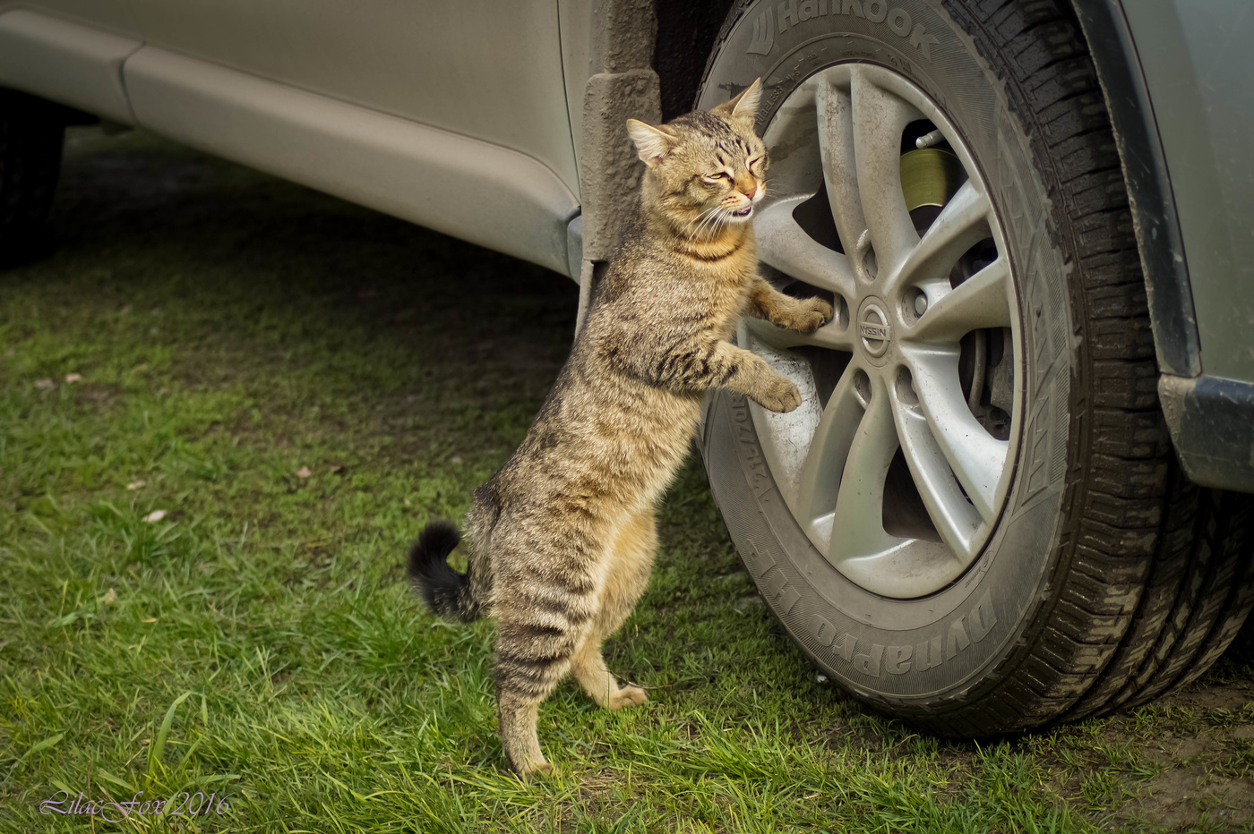 Кот автомеханик