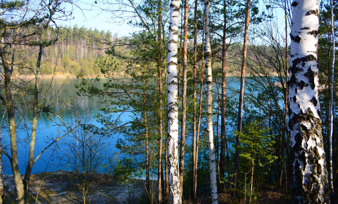Хорошо гулять по берегу лесного озера. Лес весной. Весеннее озеро. Лес весной с озером.