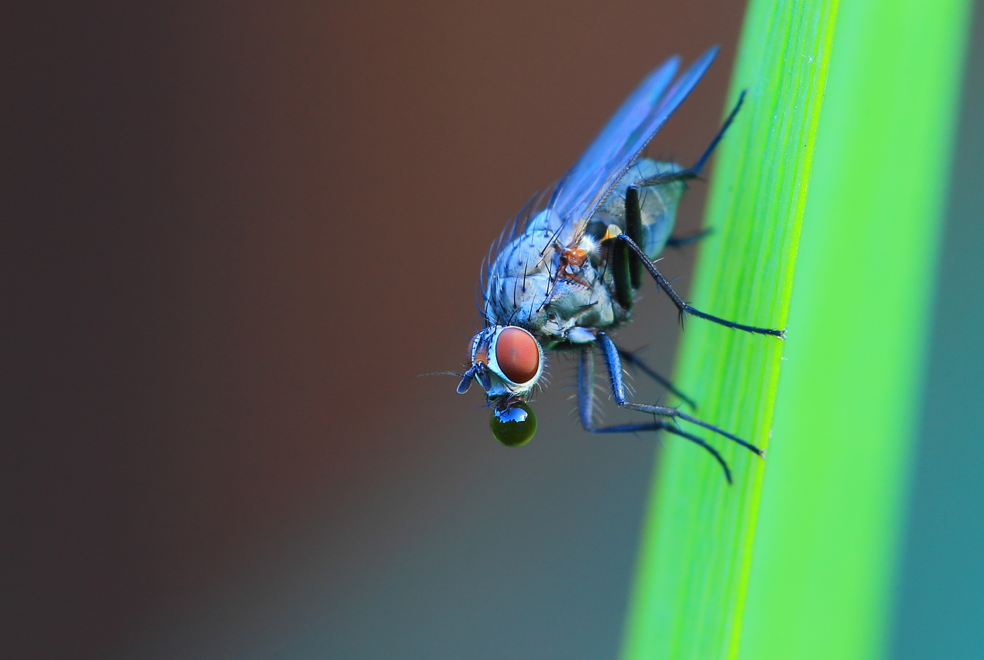 fliege, makro, bubble, gum, Фото, Фотография, / Автор: Mechanic.