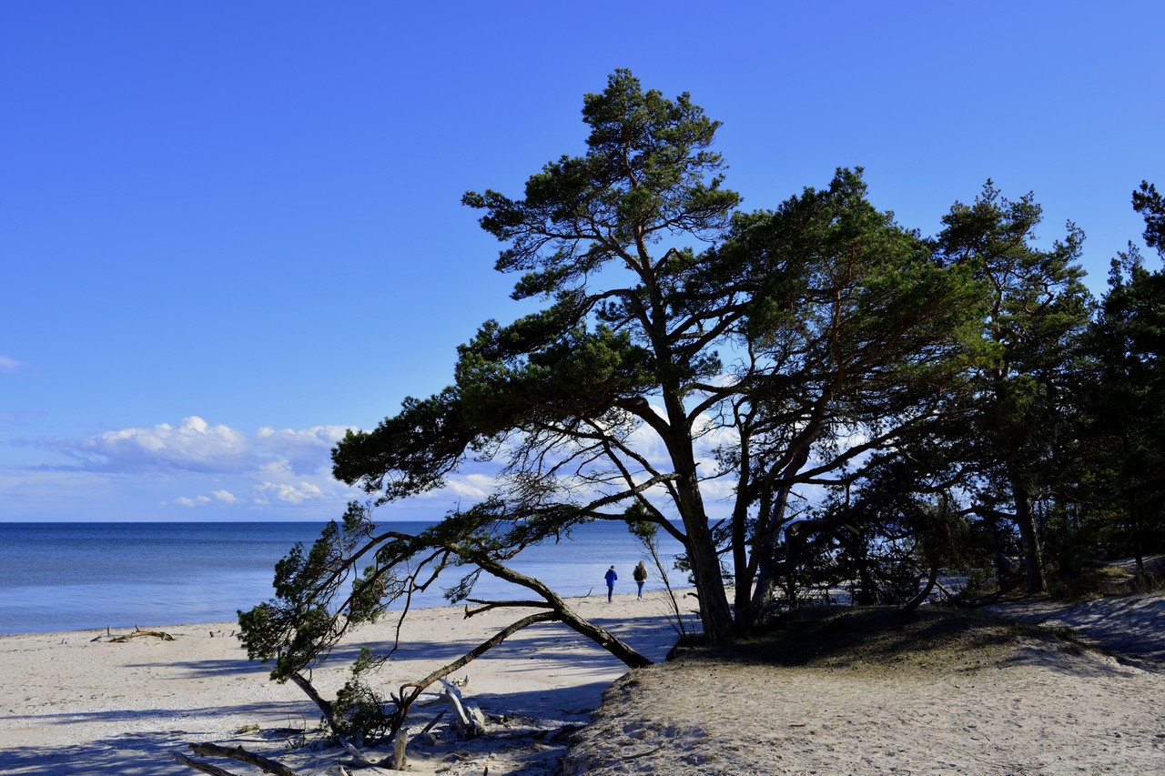 Балтийское море сосны дюны