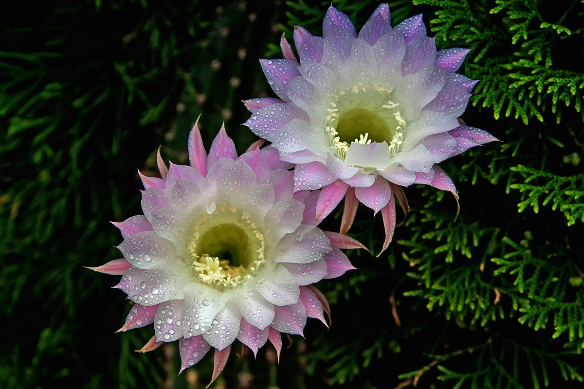 Цветущие кактусы фото с названиями