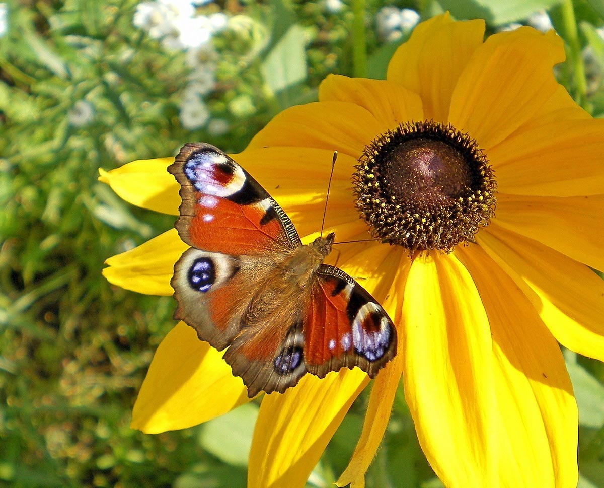 Желтый павлиний глаз бабочки