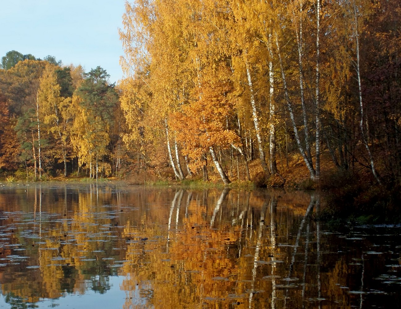 Октябрь фото. Осиновая роща осенью. Октябрь. Роща осенняя Осиновая.