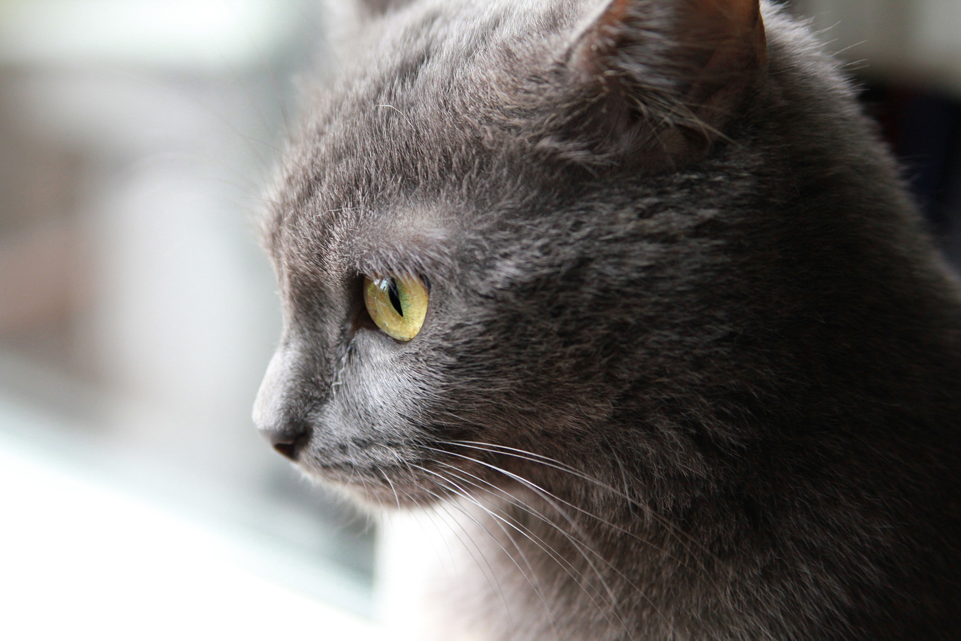 Тёмно серый кот
