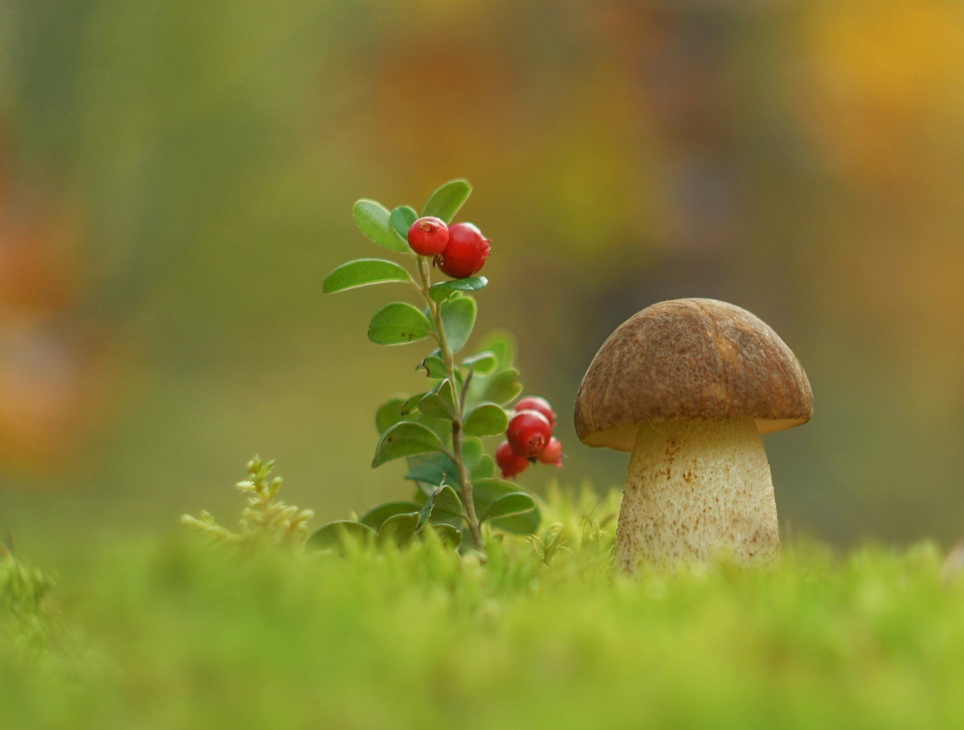 Осень Лесная Полянка с грибами