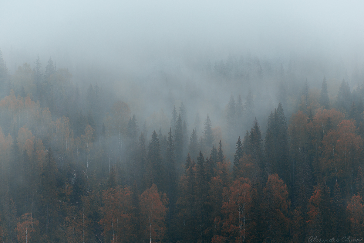 Дождь в тайге картинки