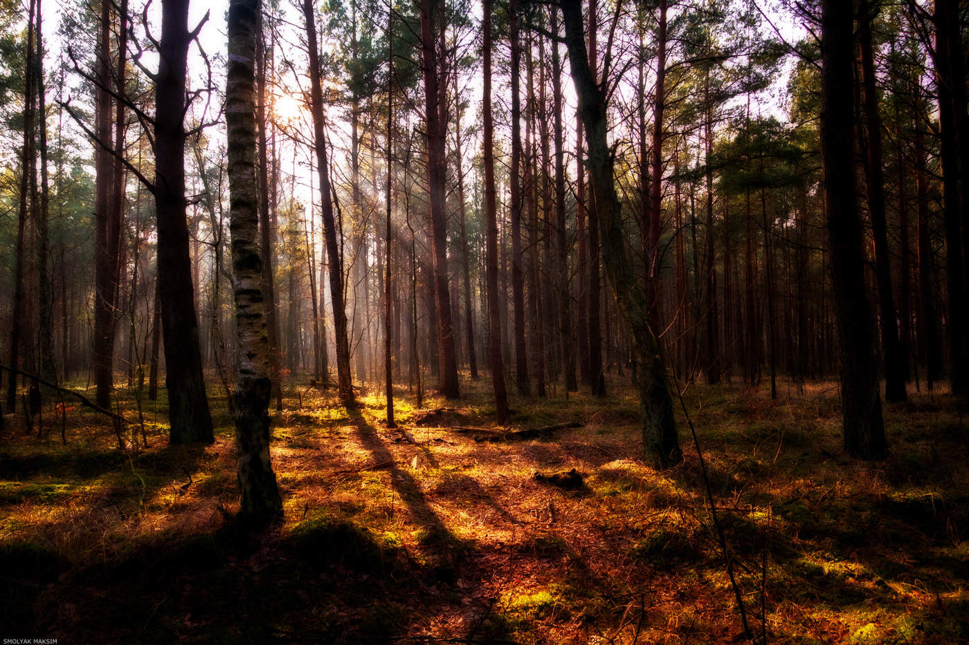 Балтийский лес Калининградская область