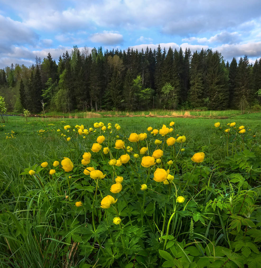 Купальница Луговая