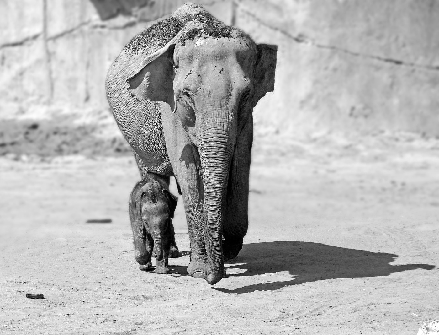 Слон и моська фото