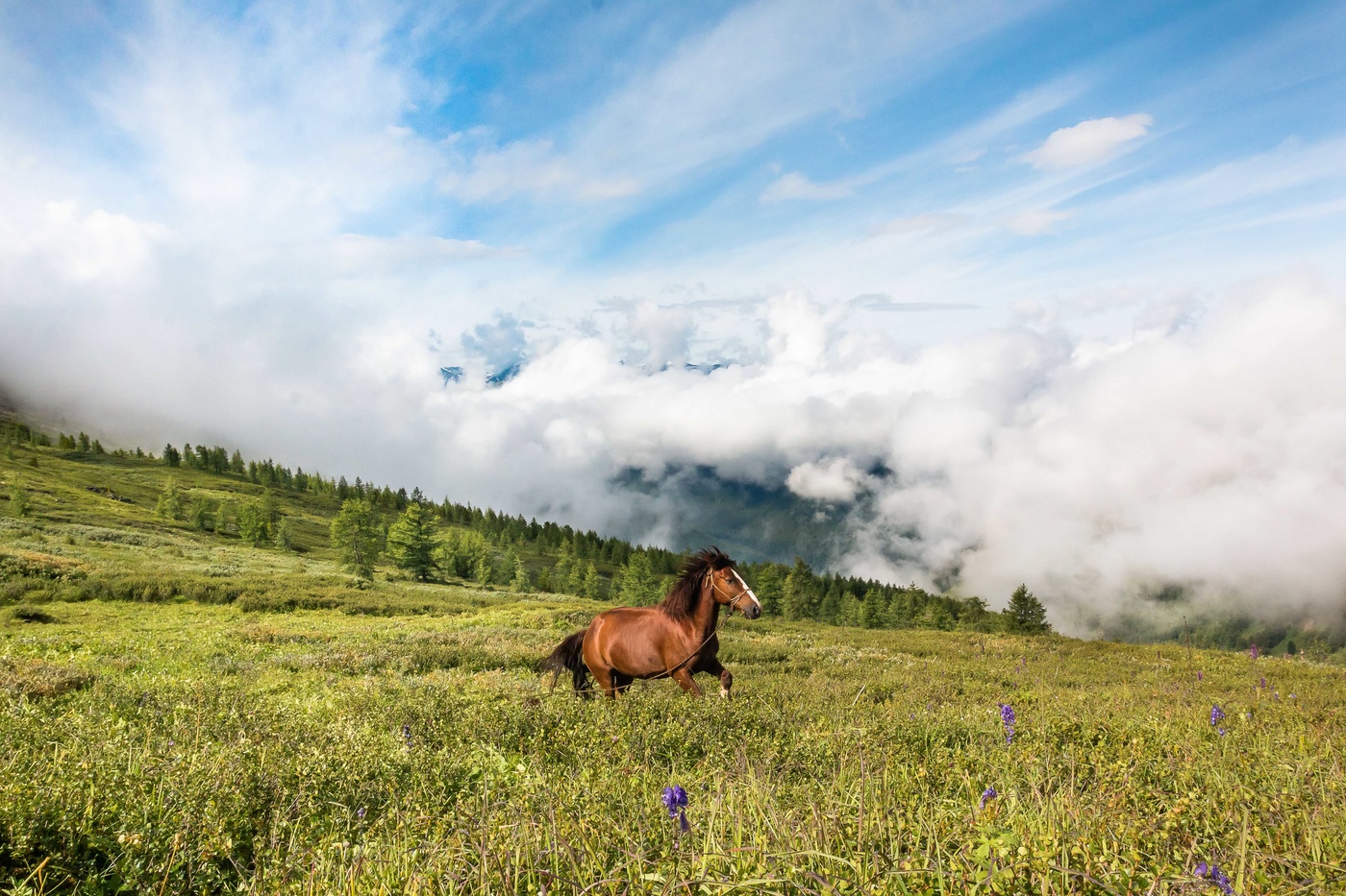 Алтай горы Катунь лошадь