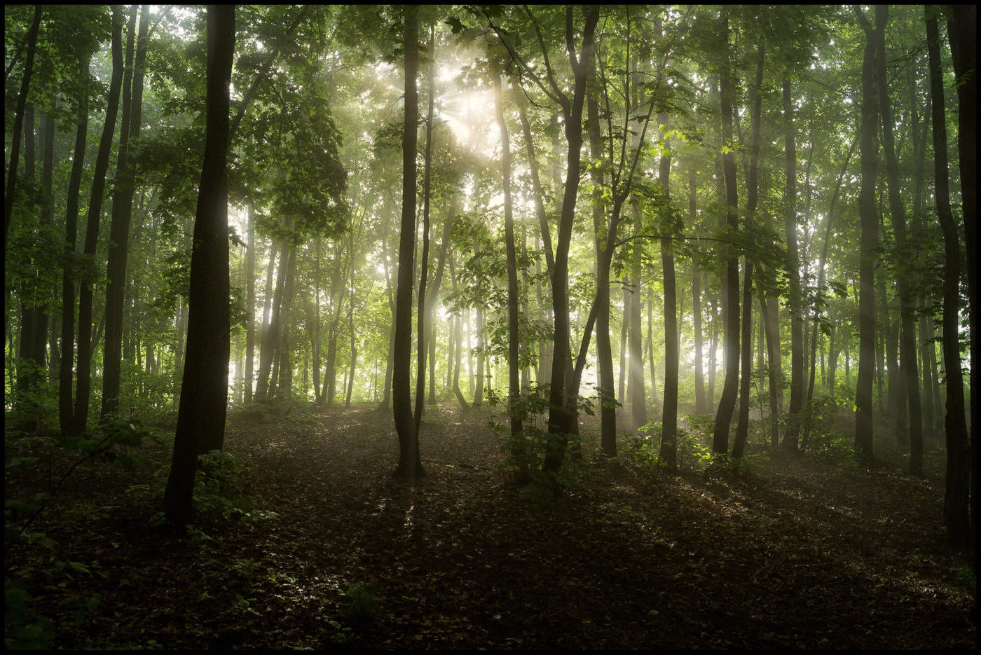Утренний лес картинки