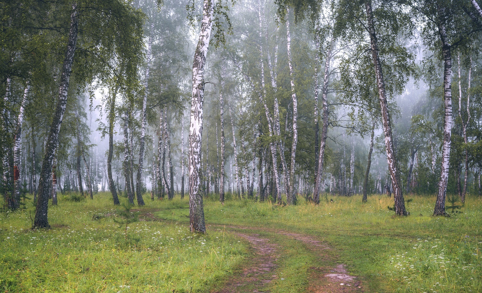 Дождь в Березовом лесу