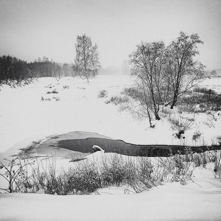 Раскраски берёза, Раскраска белая береза зимой без листьев растения.