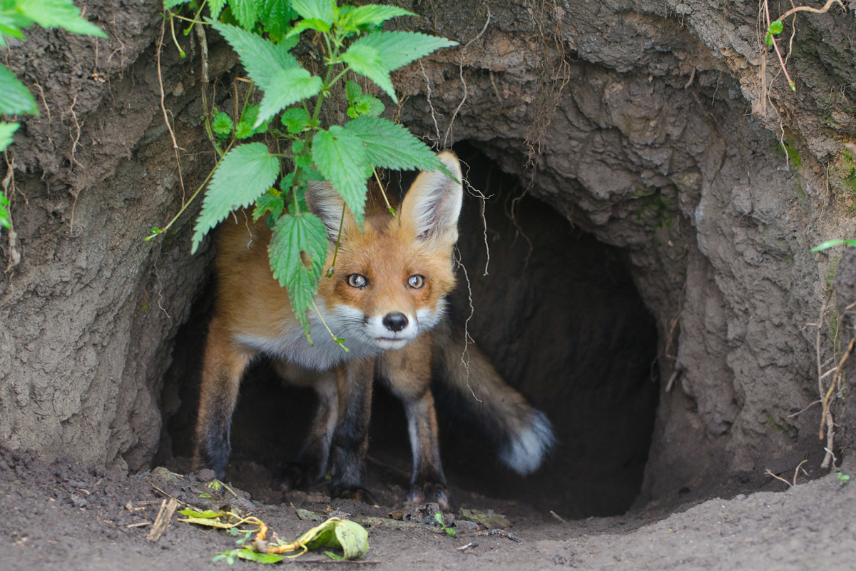 Затаивание лисицы в укромном месте перед нападением. Лиса живет в норе.