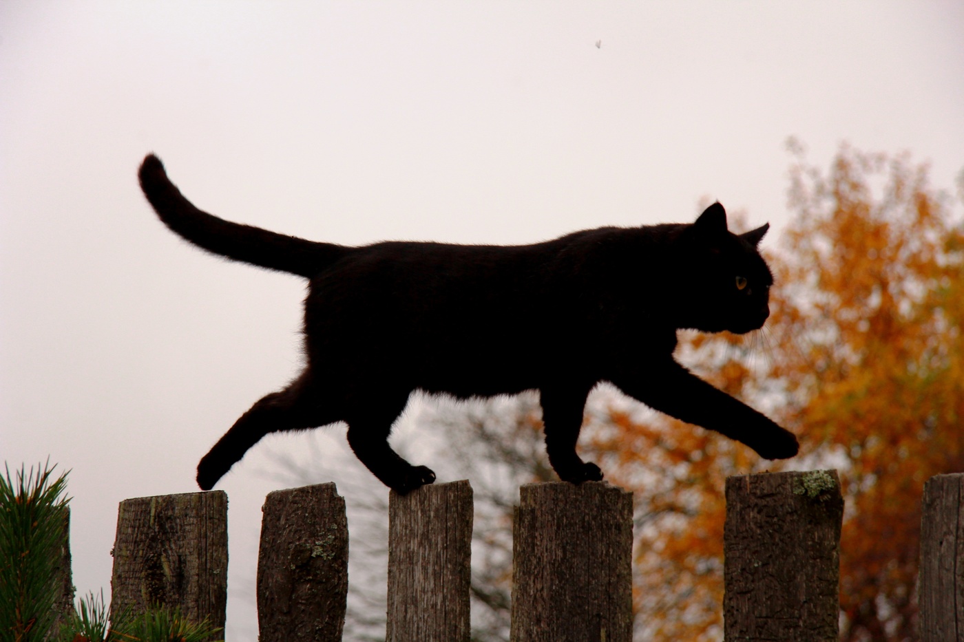 Шагающий кот. Кот идет по забору. Кошка идет. Черный кот на заборе. Кошка идет по.