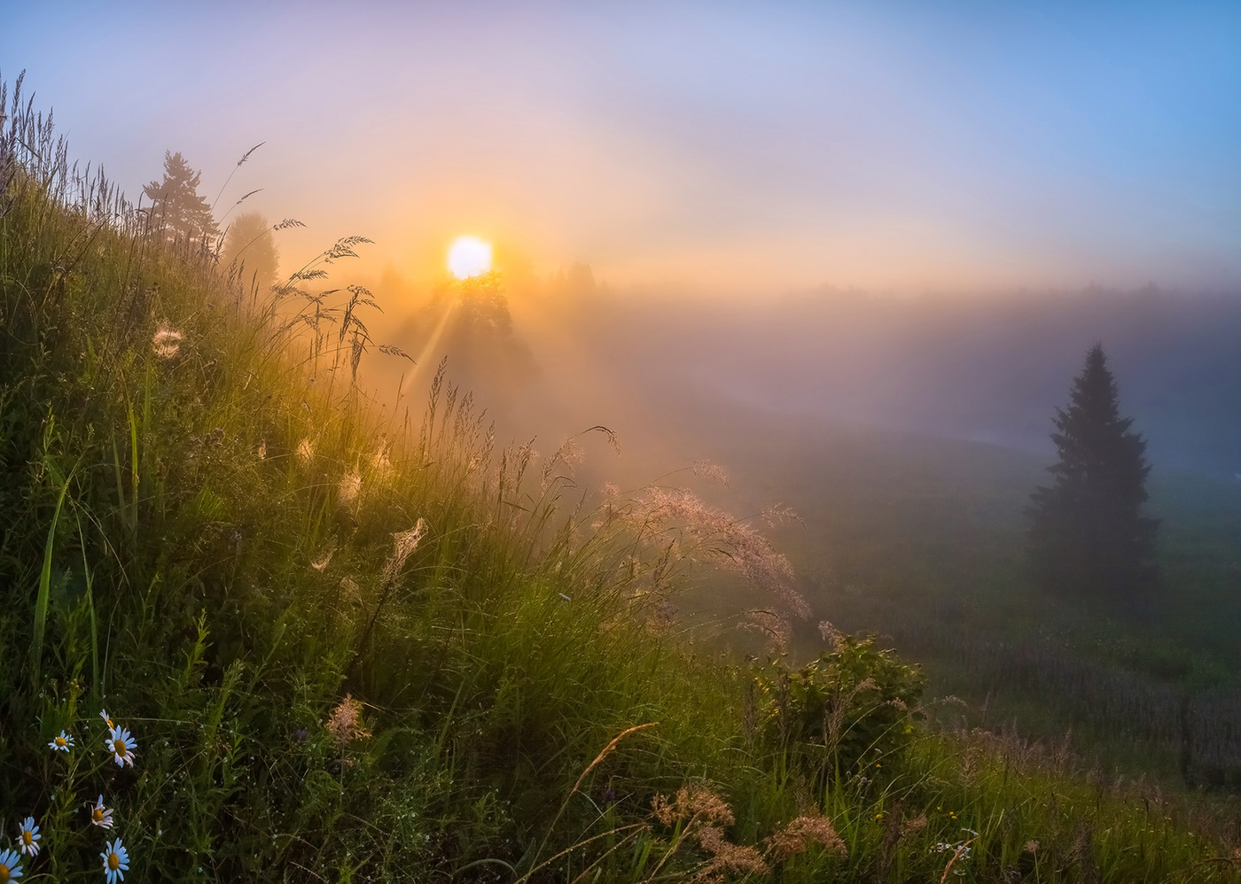 Картинка утро. Фотограф: фёдор Лашков ромашки. Нежный рассвет. Утренний рассвет. Раннее летнее утро.