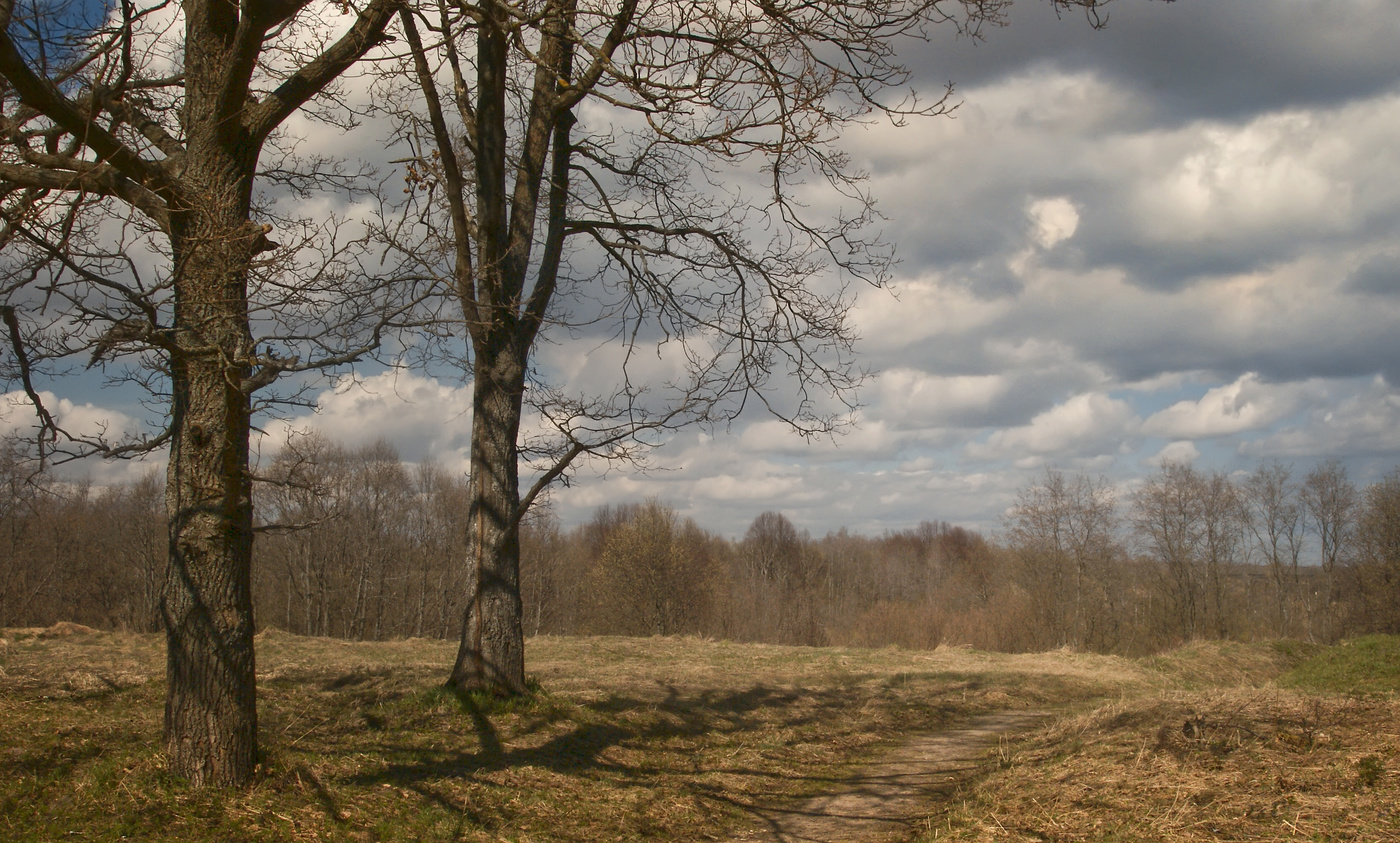 погожий октябрьский денек. пейзаж ранняя осень. погожий день. палусские луга. утро в березовой роще.