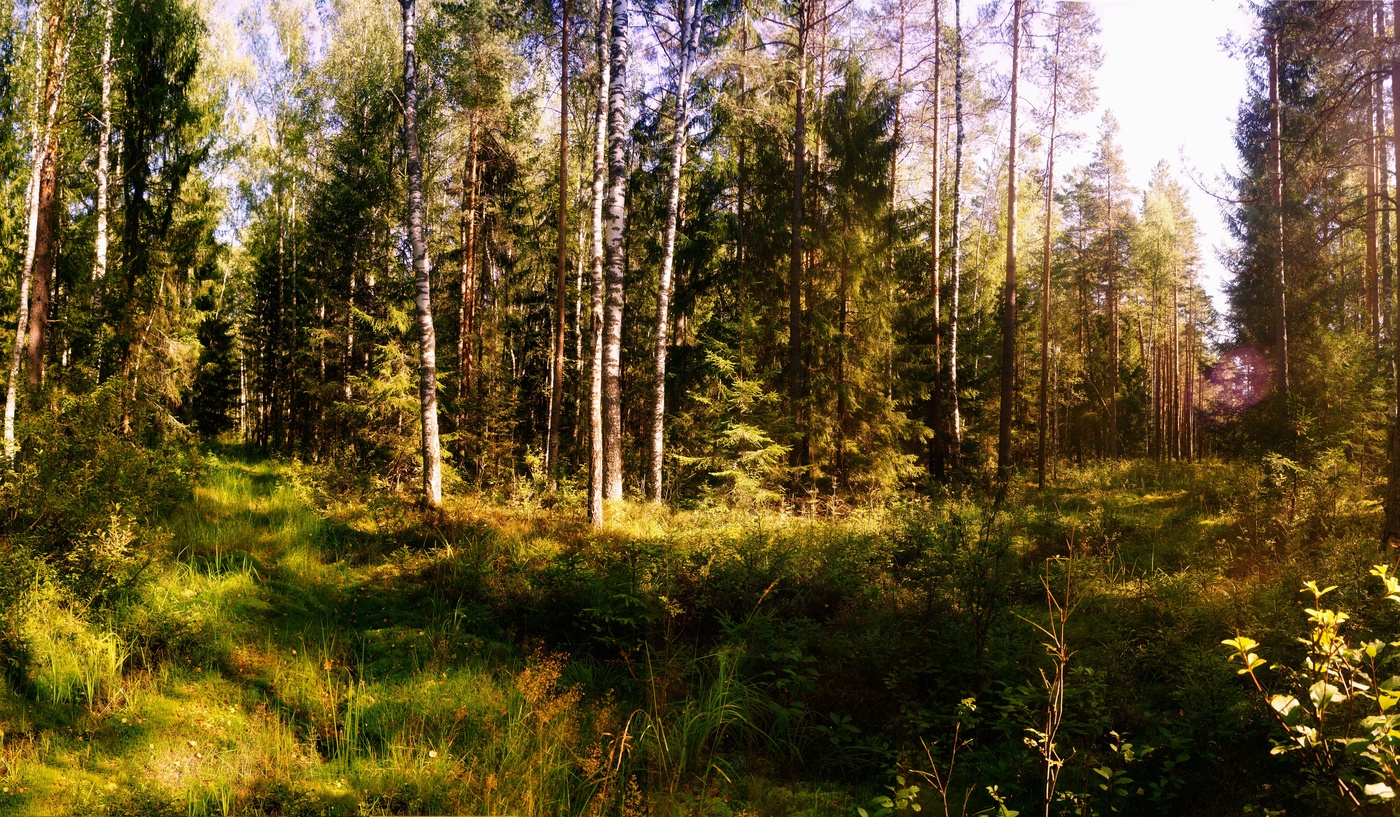 Смешанный лес просека