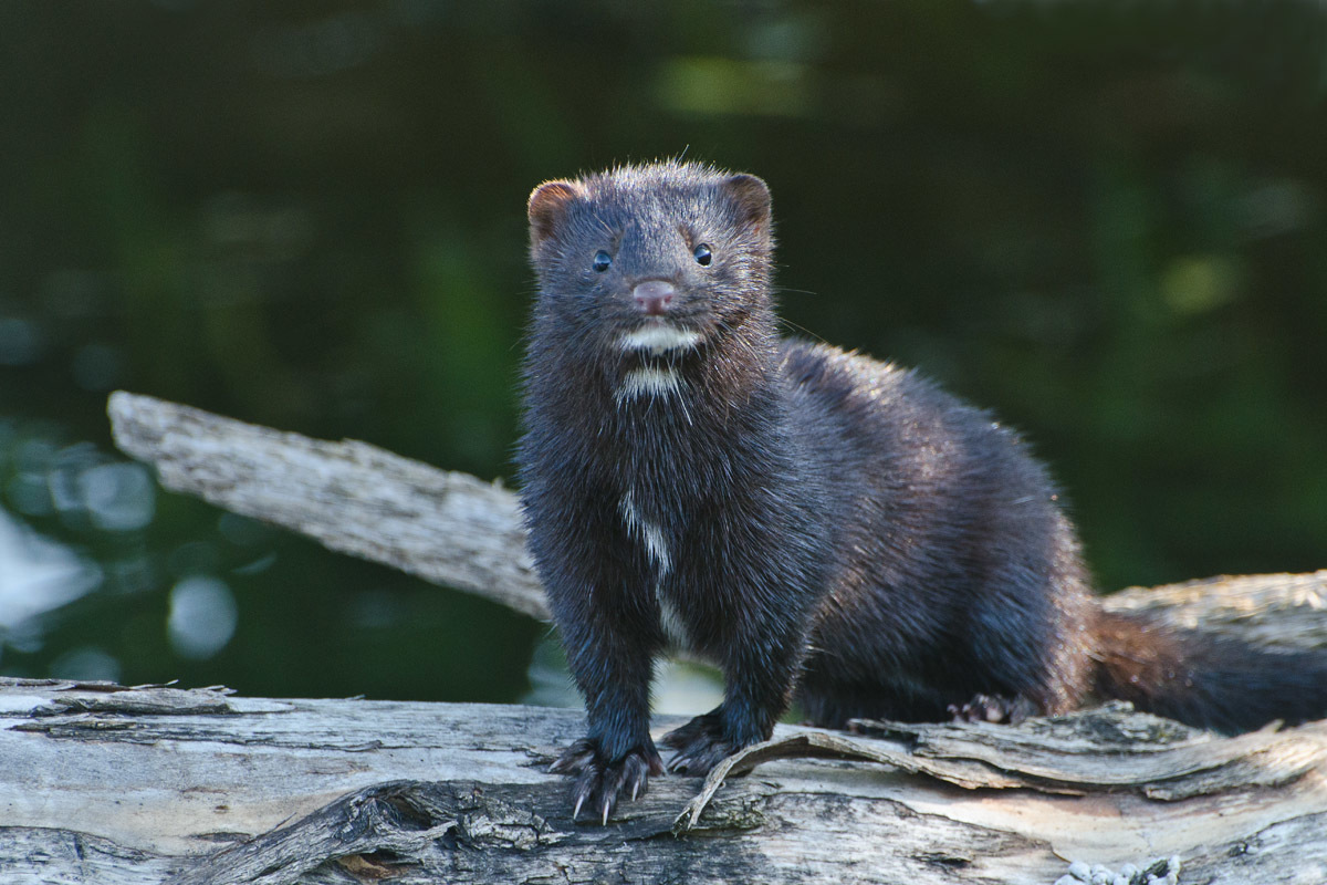 Норка фото зверька. Американская норка (Mustela Vison). Европейская норка – Mustela lutreola l.. Норка американская (Neovison Vison). Канадская норка зверек.