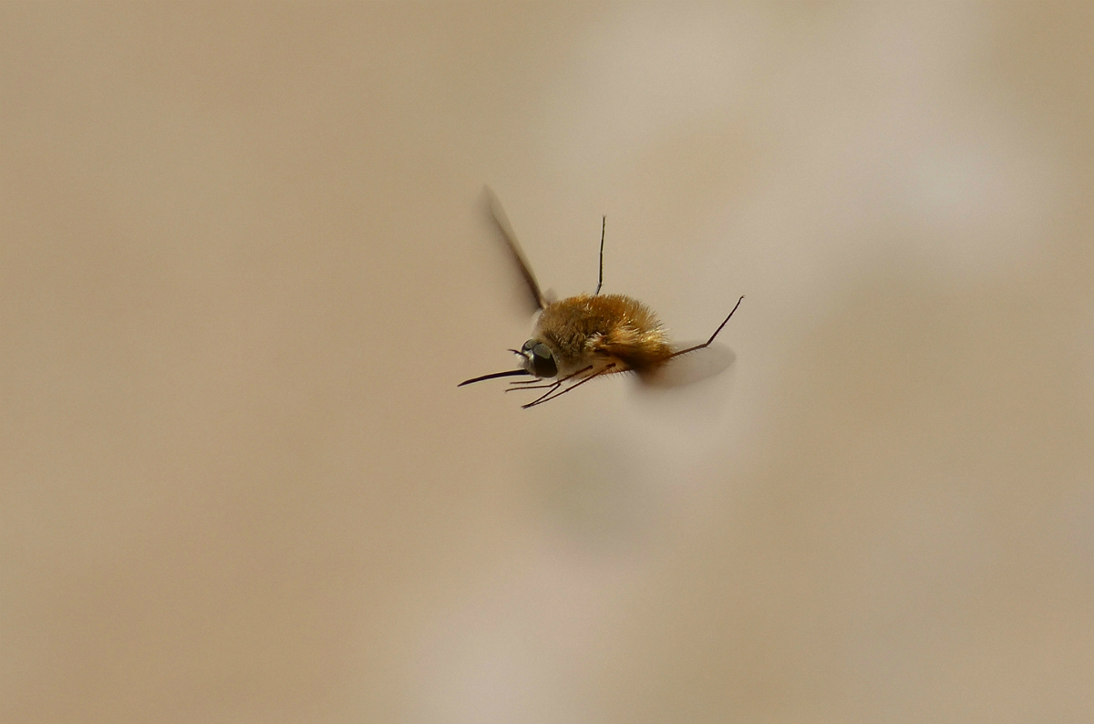 Мухи комары целый день жужжат. Муха жужжала. Жужжало большой (Bombylius Major). Жужжало насекомое. Пушистый жужжало.