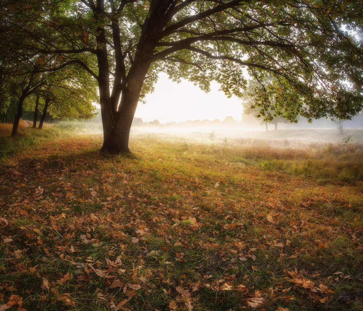 осенний лес панорама арт. лес дышит осенью. небо осенью дышало. осеннее болото. природа осень.