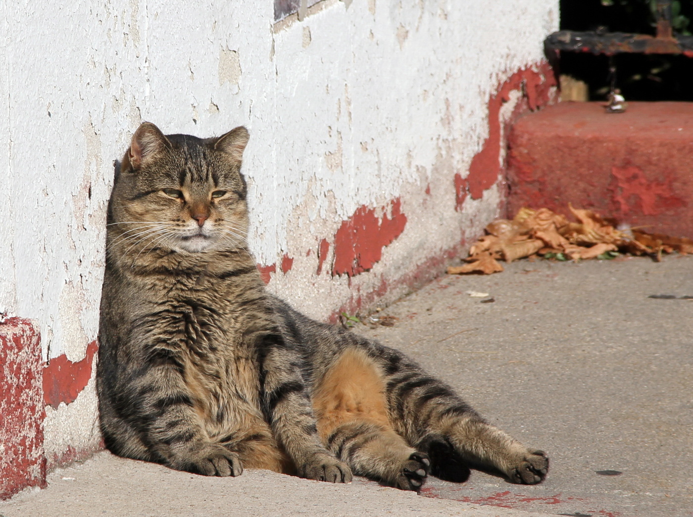 О чем мечтает васька. Уличный кот. Дворовые кошки. Крупные дворовые коты. Уличная кошка.