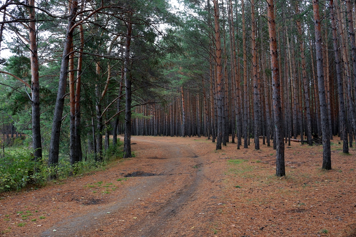 Сосновый бор самарская область. Тсм сосновый бор. Сосновый бор ленобласть. Золотарёвский сосновый бор. Сосновый бор лагерь орел.