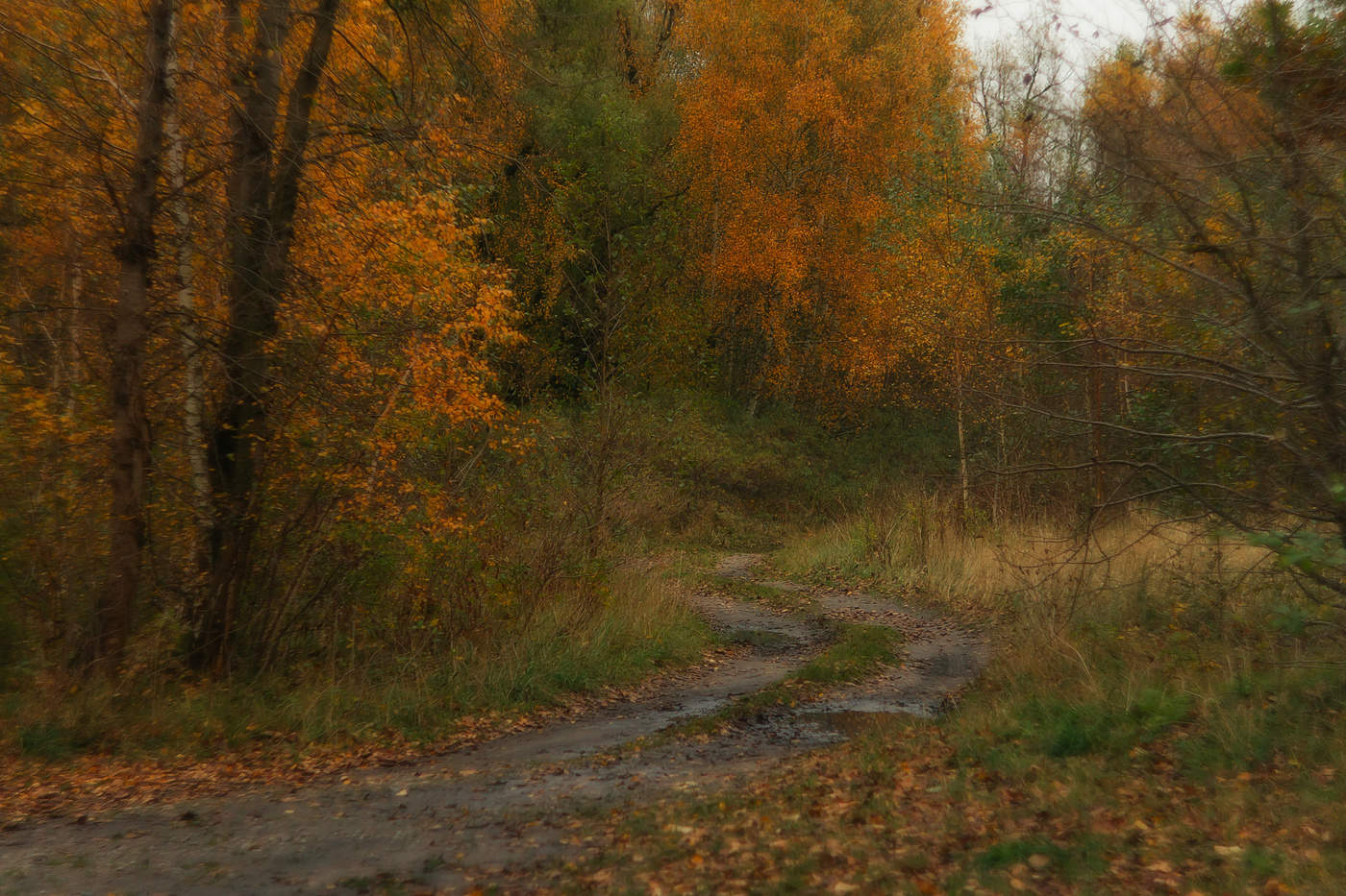 Тропинка в лесу осенью Россия